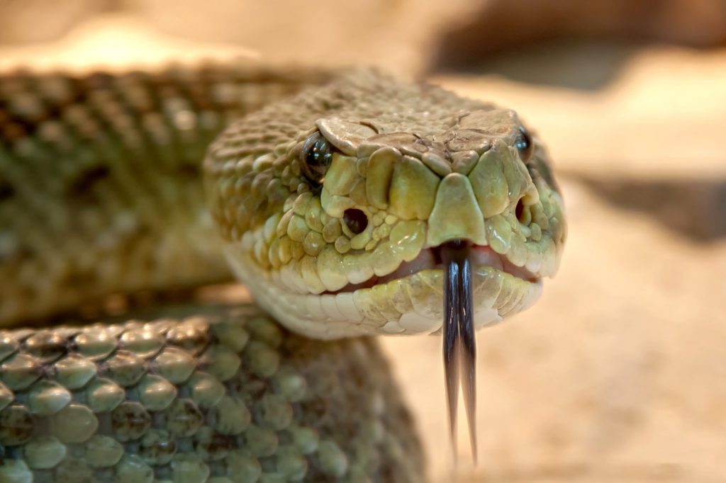 Bliv inspireret af slangers konfliktløsende empatiske aggressioner